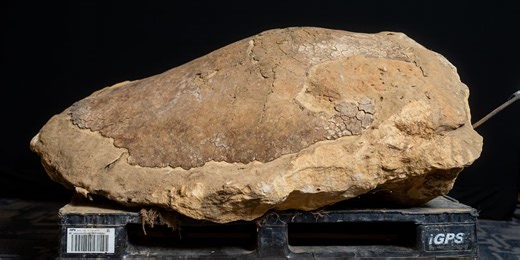 32-million-year-old sea turtle fossil discovered in south Alabama