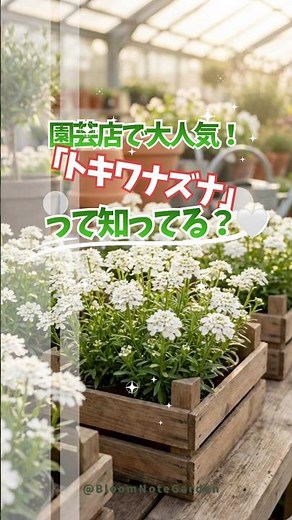 【イベリス】実はぺんぺん草じゃない！？春の寄せ植えに必須の白い花🤍 #ガーデニング #イベリス #花のある暮らし