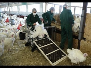 IMV Gallicomfort Turkey Insemination bench