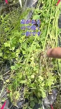 繁殖力が強い毒草、駆除とその後の管理どうすべきか？ナガミヒナゲシ駆除と、その流れ。 #ナガミヒナゲシ #駆除 #毒草 #処分方法 #繫殖力