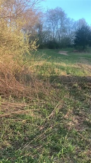 Tree stump and a dirtbike 3 pinned dont mix well#ssr#300