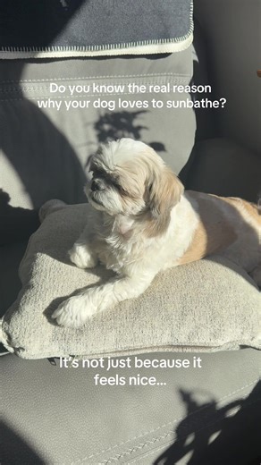 Why Dogs Love to Sunbathe: 6 Key Reasons Revealed
