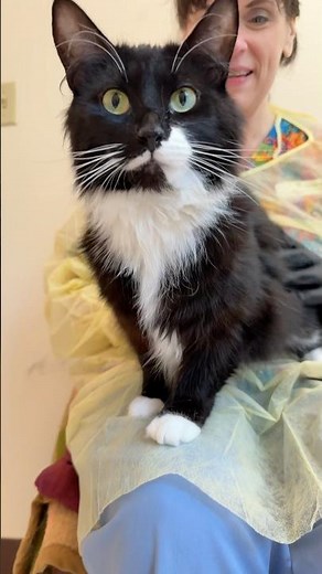 Meet TRINITY at Dakin Humane Society!