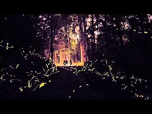 Synchronous firefly display brings visitors to Elkmont