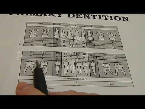 Tooth Designation - Universal Numbering System - Permanent and Primary Dentition