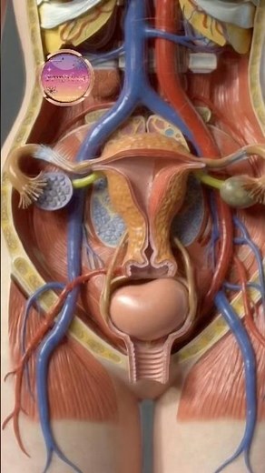 Ultra-Realistic Female Pelvic Anatomy Animation | Uterus, Ovaries & Bladder