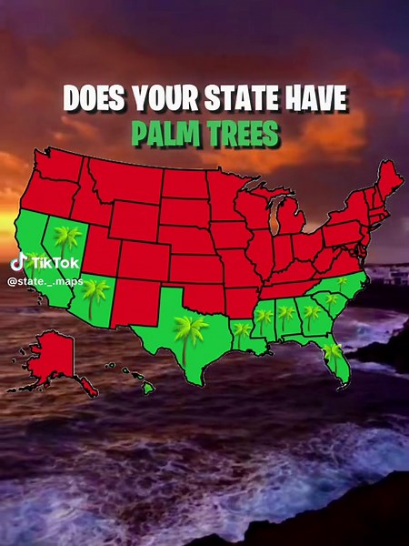 SUMMER 🏖️ #palmtree #palmtrees #summer #state_maps #statemaps #mapper | new mexico palm trees