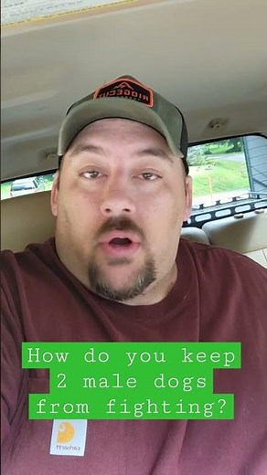 How do you keep 2 male dogs from fighting?