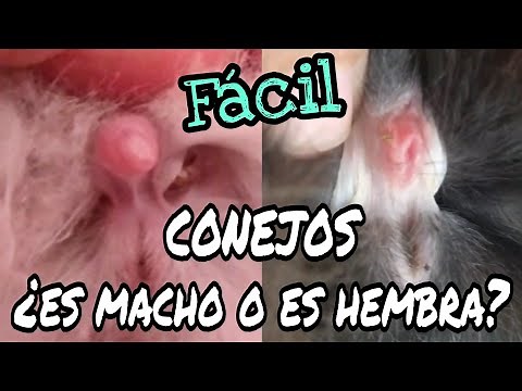 ¿Cómo saber si mi CONEJO es MACHO o HEMBRA?