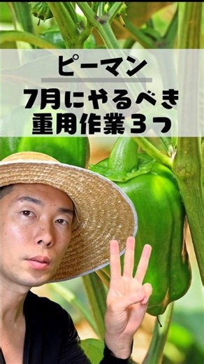 ピーマン、7月にこれをサボると大損！秋までドッサリ採れる3つの作業 #家庭菜園 #夏野菜