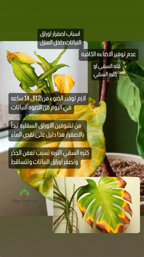 🌱✨ لماذا تصفر أوراق نباتاتنا الداخلية؟ وكيف نحافظ عليها خضراء ومشرقة؟ ✨🌱 أصدقاؤنا عشاق النباتات 💚🌿، أحيانًا نلاحظ أن أوراق نباتاتنا بدأت تصفر 😢… لا تقلقوا! إليكم أبرز الأسباب 🧐 وكيفية تفاديها 🌟: 💧 1️⃣ الإفراط أو نقص السقي السقي الزائد يخنق الجذور ويؤدي لاصفرار الأوراق 😱. قلة الماء تجعل الأوراق تجف وتفقد لونها 💦. ✅ الحل: توازنوا في السقي حسب نوع النبات ودرجة حرارة المكان 🌞. 🌱 2️⃣ نقص العناصر الغذائية أوراق صفراء غالبًا ما تشير إلى نقص الحديد أو النيتروجين ⚠️. ✅ الحل: استخدموا سماد متو