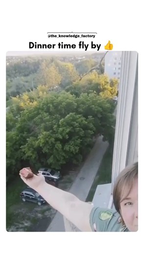 The world is here on Instagram: "Eagles can spot prey from over 3 km away — so grabbing a piece of meat from a human hand is effortless for them. With a wingspan that can reach over 7 feet, this raptor swooped in with perfect precision, took the offered food, and soared away in seconds. A real-time look at the hunting accuracy and flight control that makes eagles one of nature’s most skilled aerial predators 🦅 #eagle #bird #birdphotography #birds #birdsofinstagram Source: u/Burningman316 on red