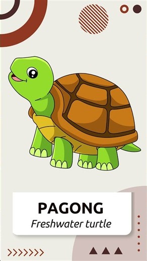 Pagong - Freshwater Turtle | Filipino Vocabulary Made Easy! 🗣️✨ #Filipino #Tagalog