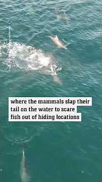 Captivating Footage Shows Dolphins in Action as They Hunt Fish