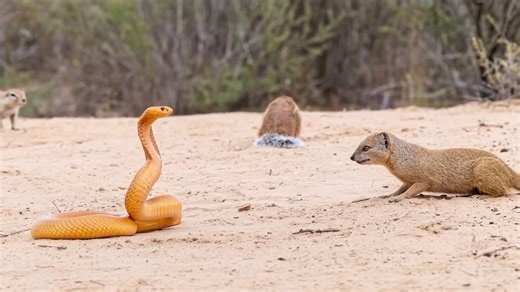 Watch what happens when a mongoose comes too close to a cobra