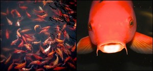 Poissons koi : Tout ce que vous devez savoir sur la carpe japonaise