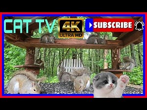 Cat TV Dog TV 4k Chipmunks , Squirrels and Birds #cattv #squirrel