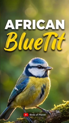 You won’t believe the vibrant colors of the rare African blue tit! 🐦💛#shorts #birds #birdsofplanet