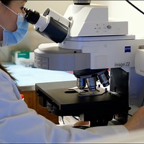 Enhanced Imaging of Retinal Neurons Using CLA | JoVE Journal