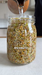 How to turn lentils into sprouts 🤯 | Hermann