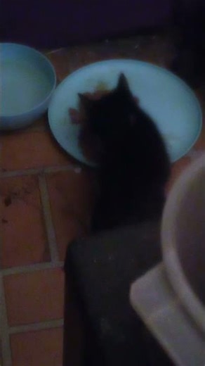 just a quick update on nubs she's getting way better