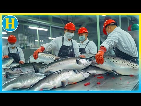 PERFECT Salmon: How They're Processed