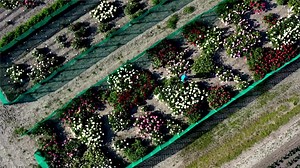 10K views · 156 reactions | Peony Shop Holland Interview by Dutch TV channel ‘RTL7’ | Peony Shop Holland | Facebook