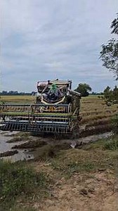 It’s Harvest Time! 🌾🚜 Amazing Rice Harvest in Rural Thailand (Part 1/2)