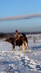 23K views · 298 reactions | Moose riding is a real thing! | The Online Moose | Facebook