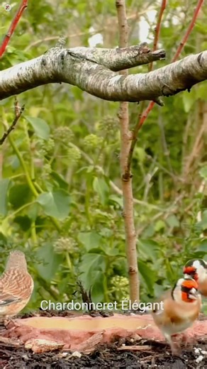 Beautiful goldfinches with linnet in the home garden #fblifestyletyle #birdlife #naturelovers #birthday #birds #wildlifephotography #beauty #bird #chardonneret #linnet | Chardonneret élégant