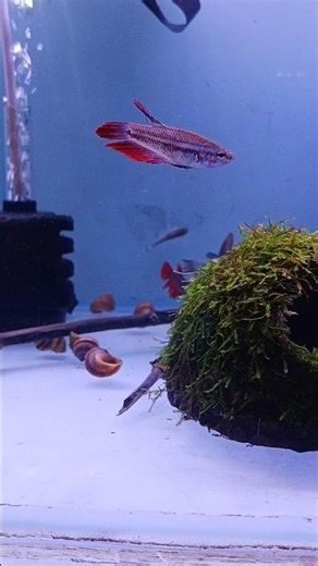 Beautiful Female Bettas- Water World Fish Aquarium Shop ♥️👌#fishkeepinghobby #bettafish #femalebetta