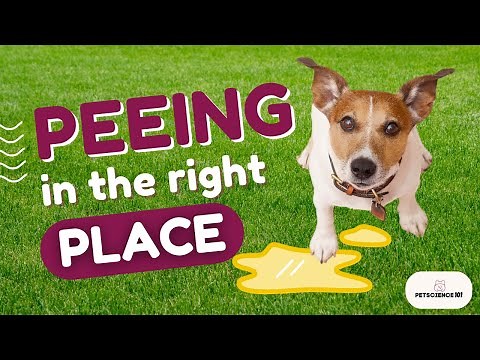 How to Potty Train a Puppy – The Right Way