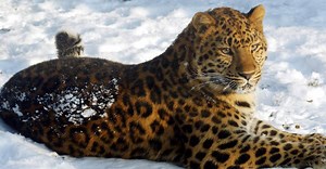 10 động vật có nguy cơ tuyệt chủng cao nhất thế giới