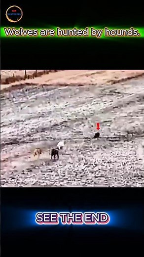 Dog vs Wolf: 4 Brave Dogs Chase Down a Wild Predator! 🐕🔥🐺