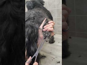 How to trim a dogs paws with scissors & cut the nails demo, dog grooming from home, no restraints