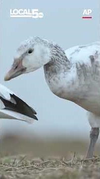 Snow geese migrating to Arctic in annual spring flight