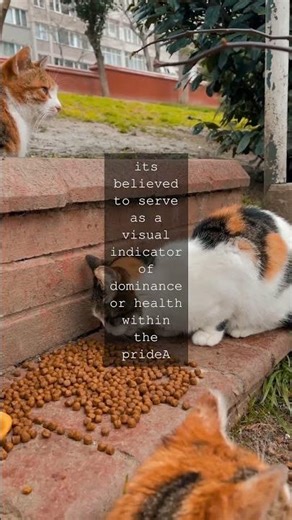 The Roar of the Savannah Uncovering the Unique Characteristics of LionsAs we explore...