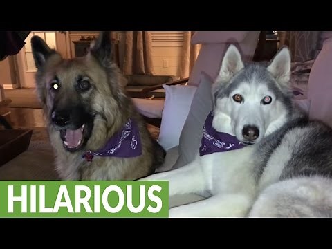 Husky furious over reality TV outcome, throws temper tantrum