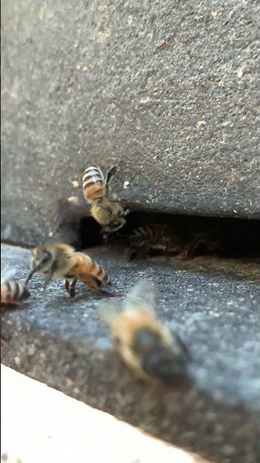 Inside a Healthy Bee Hive | Complete Honey Bee Colony Inspection & Care Routine