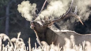 Listen to these amazing calls of the wild at Yosemite, Yellowstone