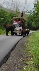 529K views · 5.4K reactions | Tax Deduction at Source. Today is #IncomeTaxDay. Since I have your attention. Lovely as it may look but never feed wild animals. Sympathy based conservation is enemy of wildlife. They get used to easy & spicy food. As a result roam around roads & outside their habitat. Good number of accidents happen this way. Let them stay wild. | Parveen Kaswan | Facebook