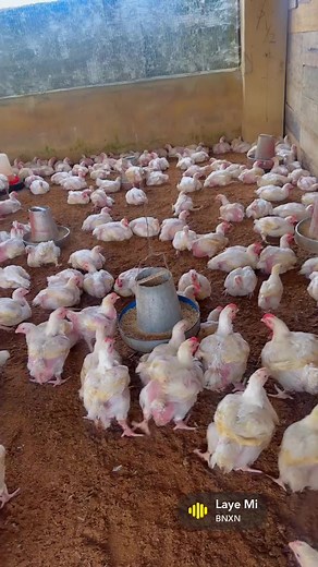 Poultry Farming Tips for Beginners