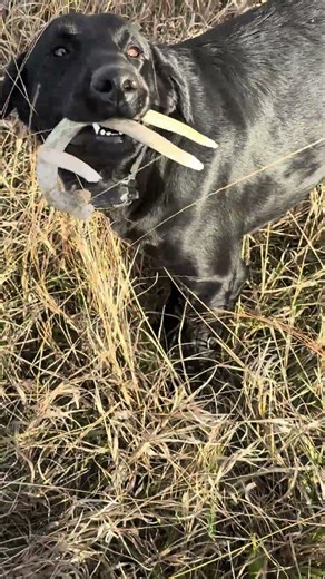 #birdhunting #dog #hunting #blacklabradorpuppies #pheasanthunting #hunter #huntingbirds