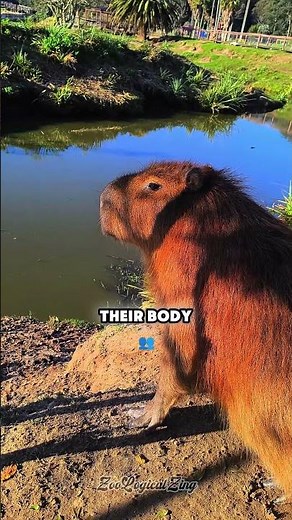Capybaras Have a Secret Defense Mechanism #wildlife #nature #shorts