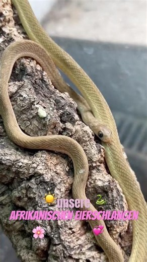 Unsere Afrikanischen Eierschlangen: Dasypeltis gansi & Dasypeltis scabra ☀️ #snakes #viral #explore