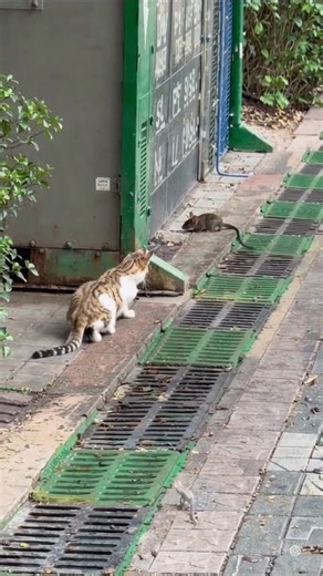 Watch the Wildcat's Silent Hunt for a Tiny Mouse!
