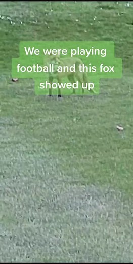 #fox #dublin #fantasticmrbox #fyp #irishbanter #irishhumour #foxy #football #soccer