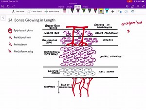 SOLVED:Bones grow in length due to activity in the . a. epiphyseal plate b. perichondrium c. periosteum d. medullary cavity