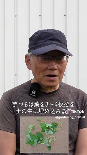 サツマイモ栽培のコツと育て方