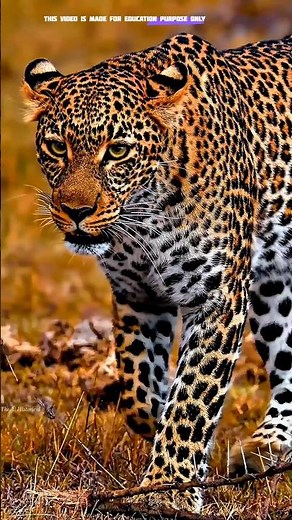 Cheetah_Running_Speed_#science_#sciencefacts_#cheetah_#speed_#shorts_#viral